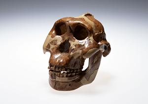 【2026年最新版】大津市で選ばれる！内視鏡検査の全てをわかりやすく解説